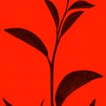 PCNU-PATI Photo by Allec Gomes