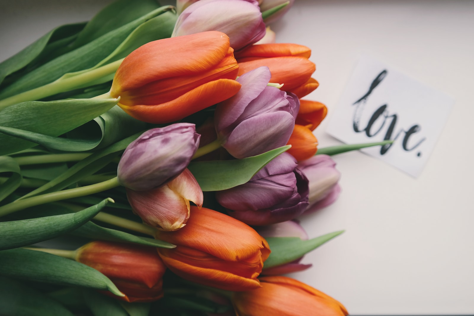 Love is Stupid. Photo by Brigitte Tohm on Unsplash.
