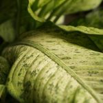 PCNU-PATI Photo by Yehezkiel Gulo