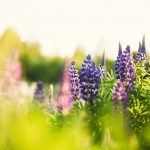 PCNU-PATI Photo by Kristaps Ungurs