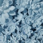 Photo by Wolfgang Hasselmann