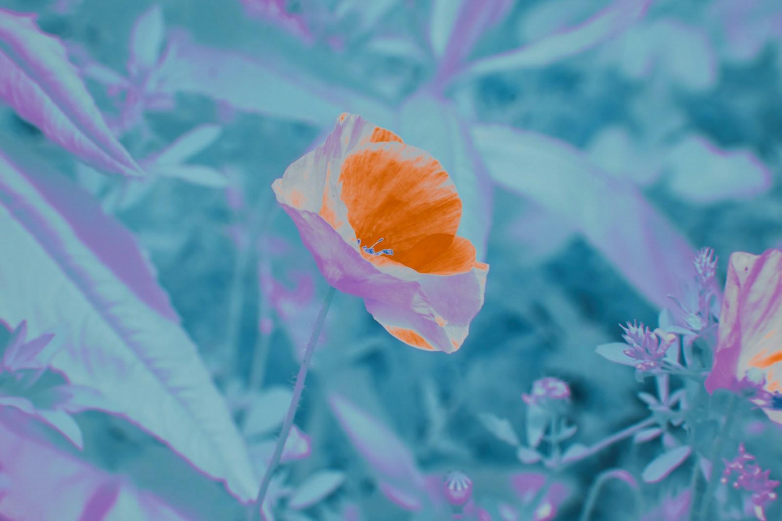 Photo by Wolfgang Hasselmann