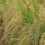 Photo by Mufid Majnun