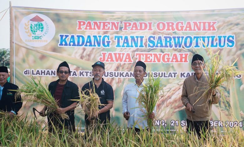 Jawab Krisis Pangan, Hasil Padi Kadang Tani Sarwotulus Capai 13 Ton