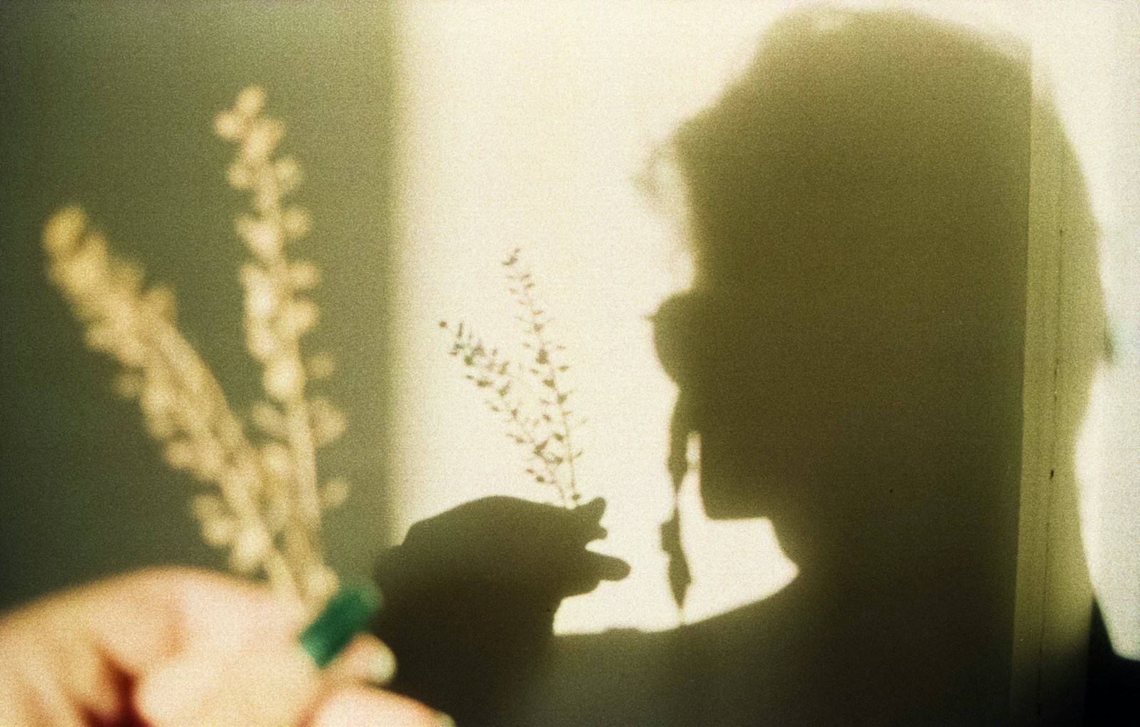Shadow of a person holding some dried flowers.